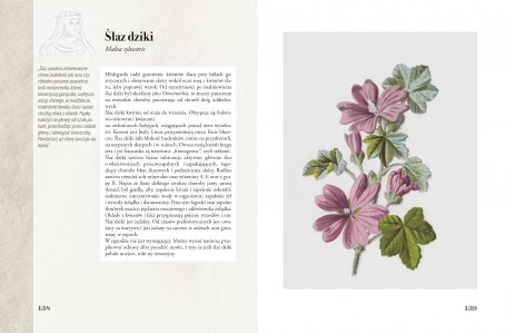 Ilustrowany zielnik Hildegardy z Bingen str 138-139